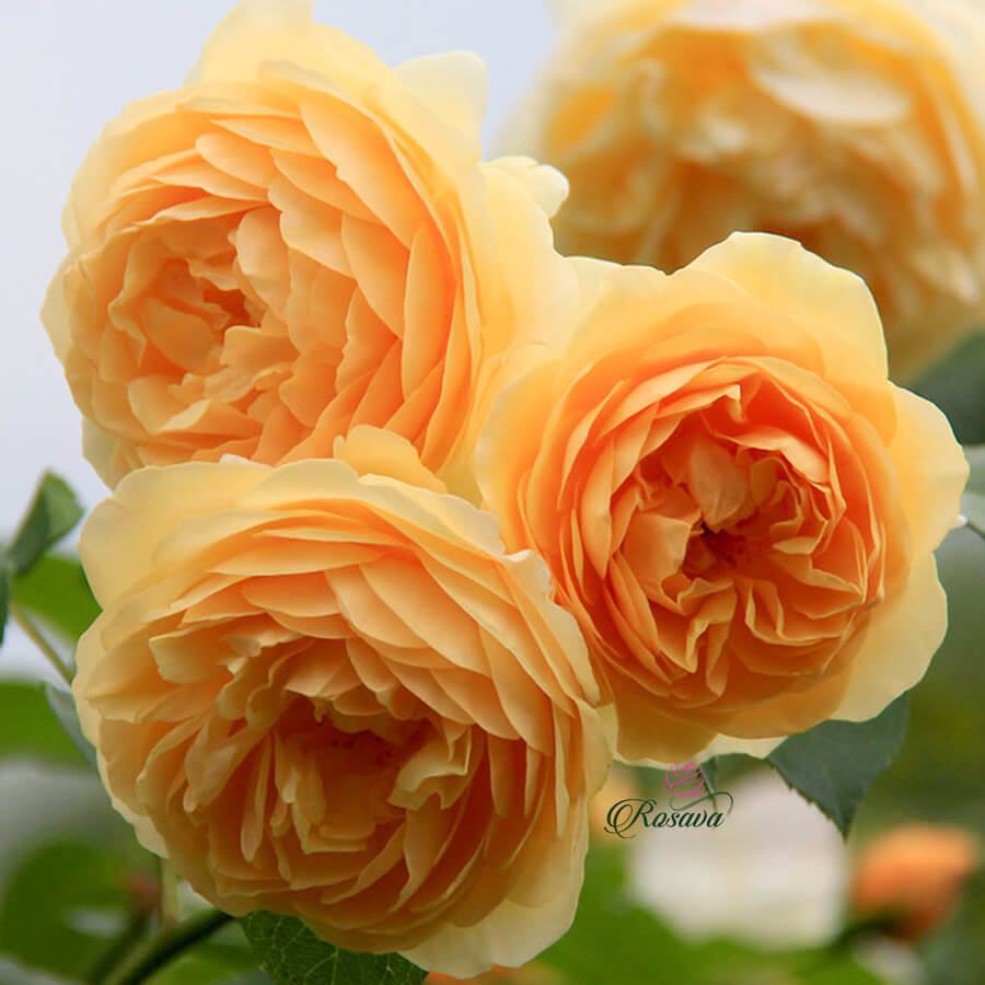 Hoa hồng leo vàng cam