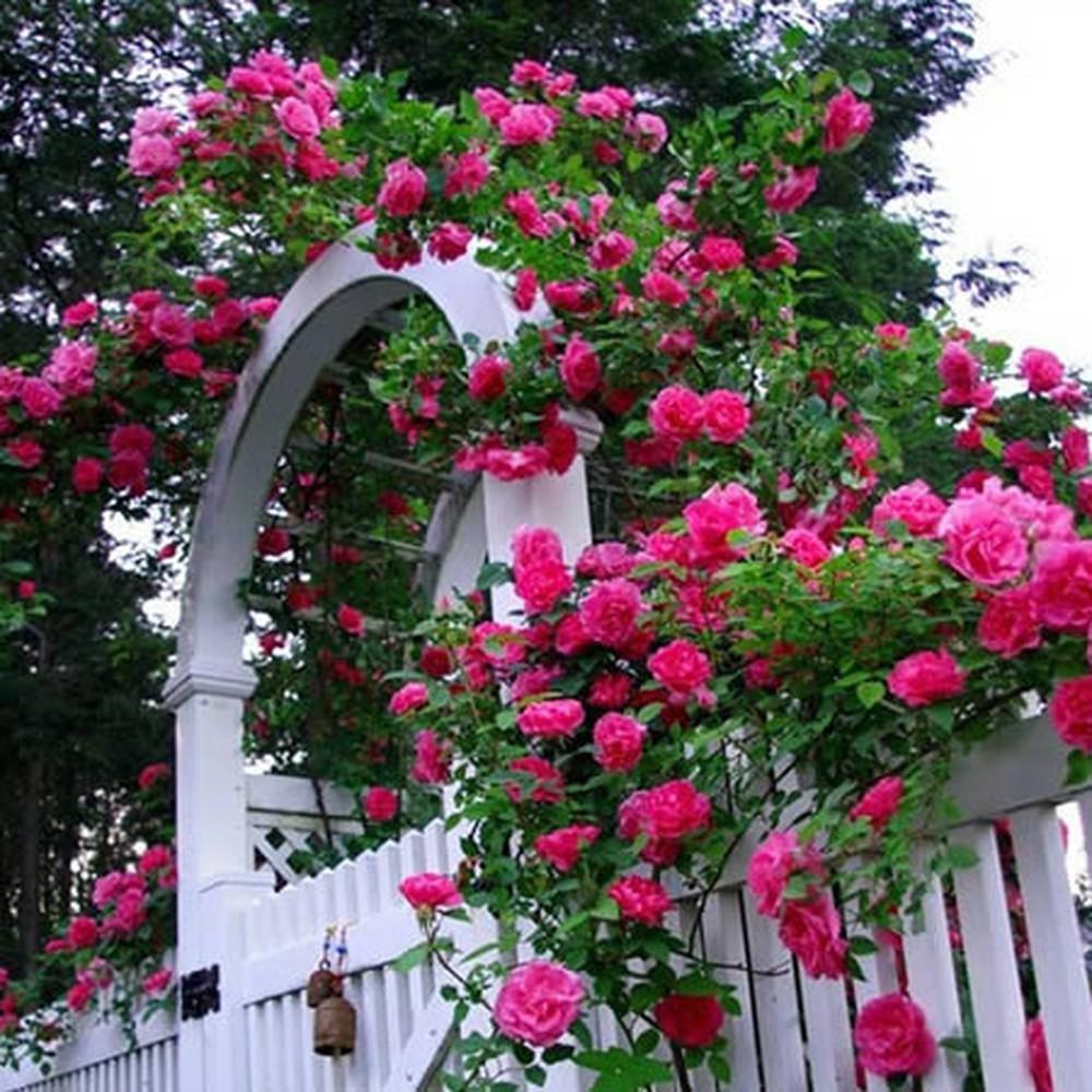 Hoa hồng leo vượt hàng rào