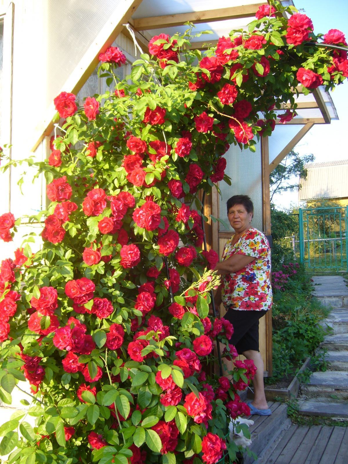 Mái vòm hoa hồng leo đỏ
