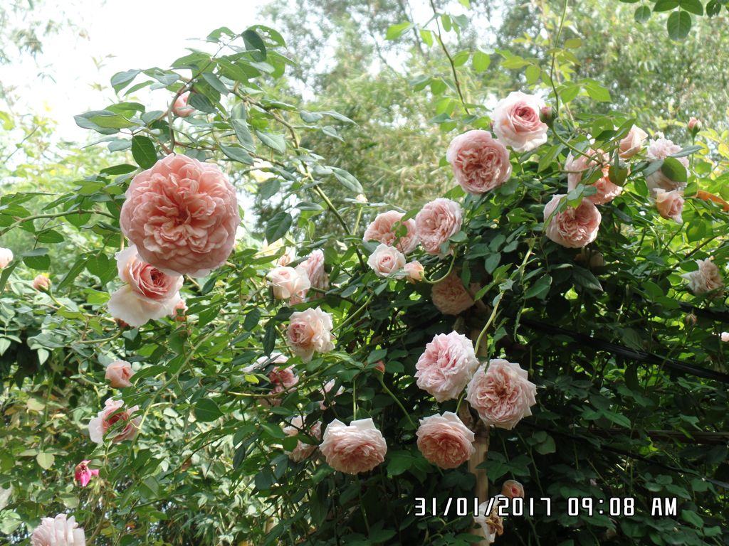 Vườn hoa hồng leo