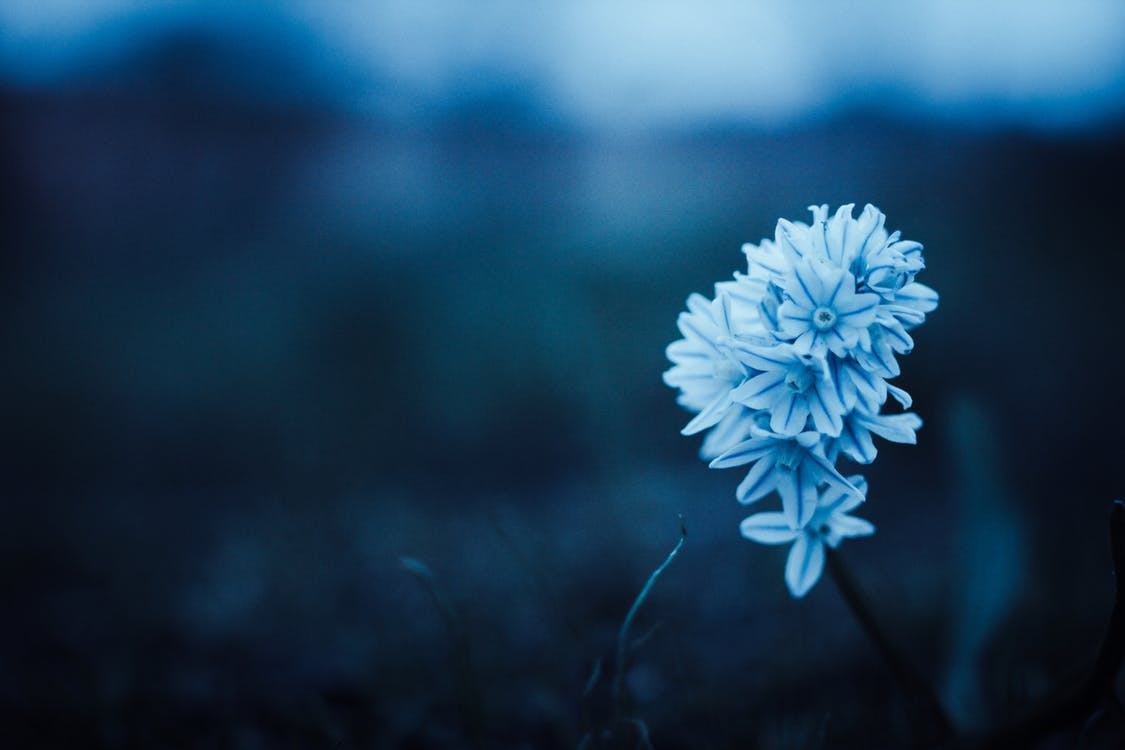 Hình nền hoa màu xanh