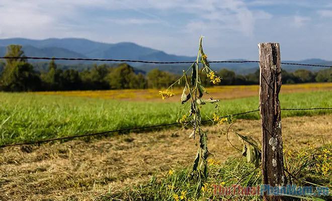 Cài đặt trước Lightroom phong cảnh sống động