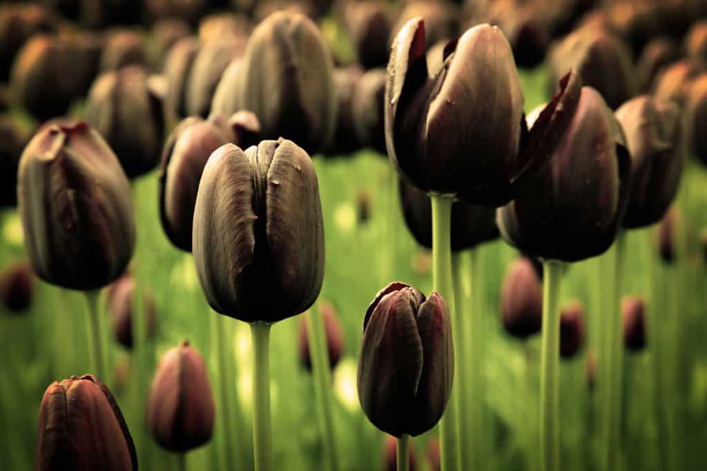 Hình ảnh hoa tulip đen đẹp