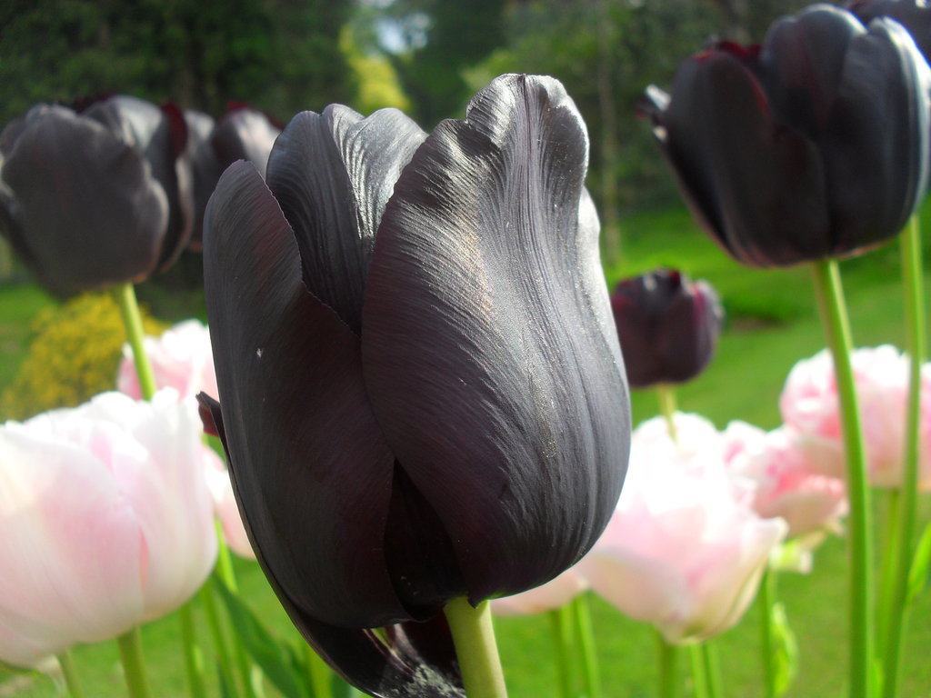 Hình ảnh hoa Tulip đen to và đẹp nhất