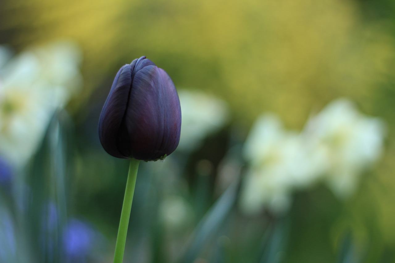 ảnh hoa tulip đen