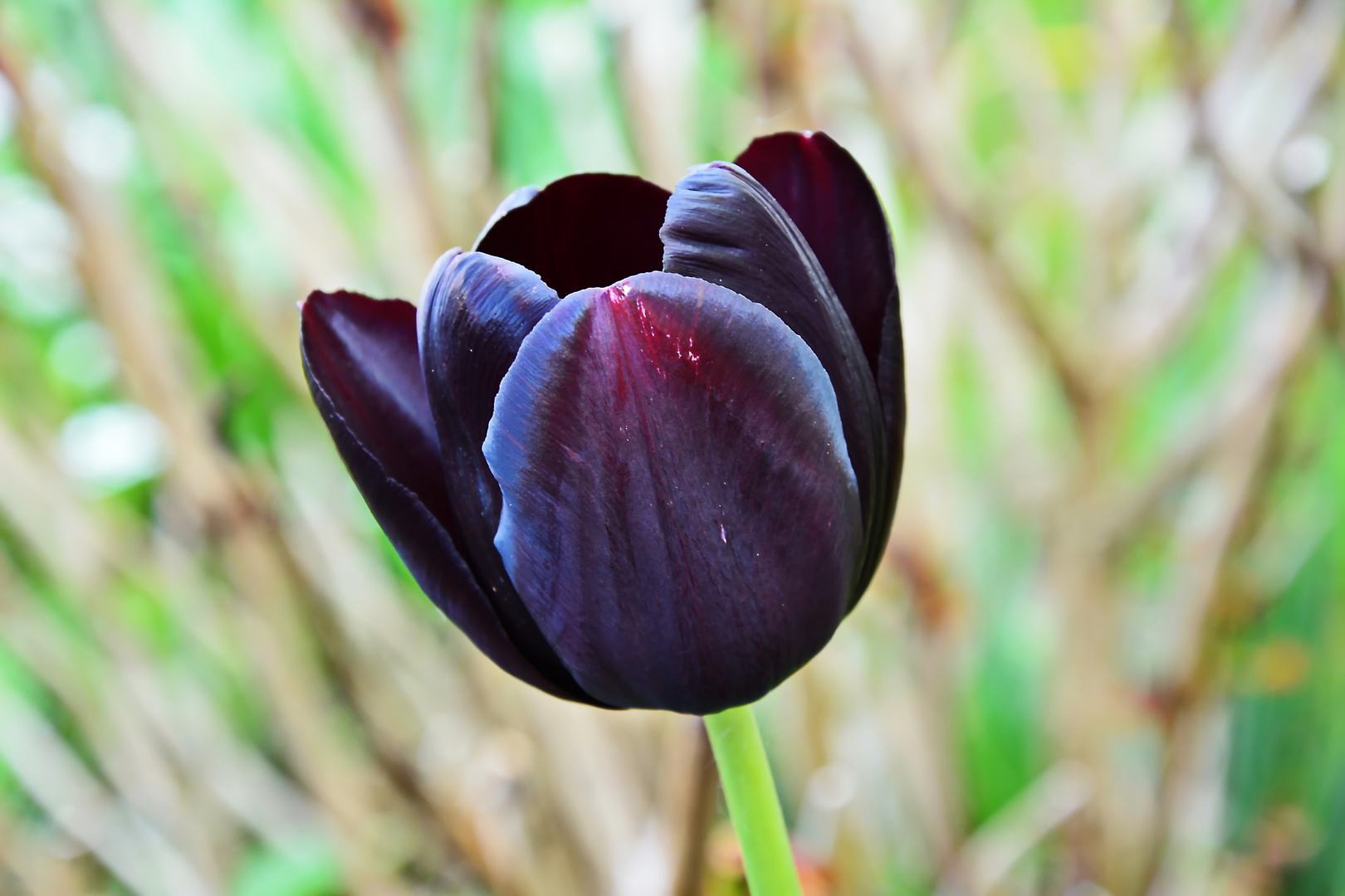 Ảnh hoa tulip đen đẹp