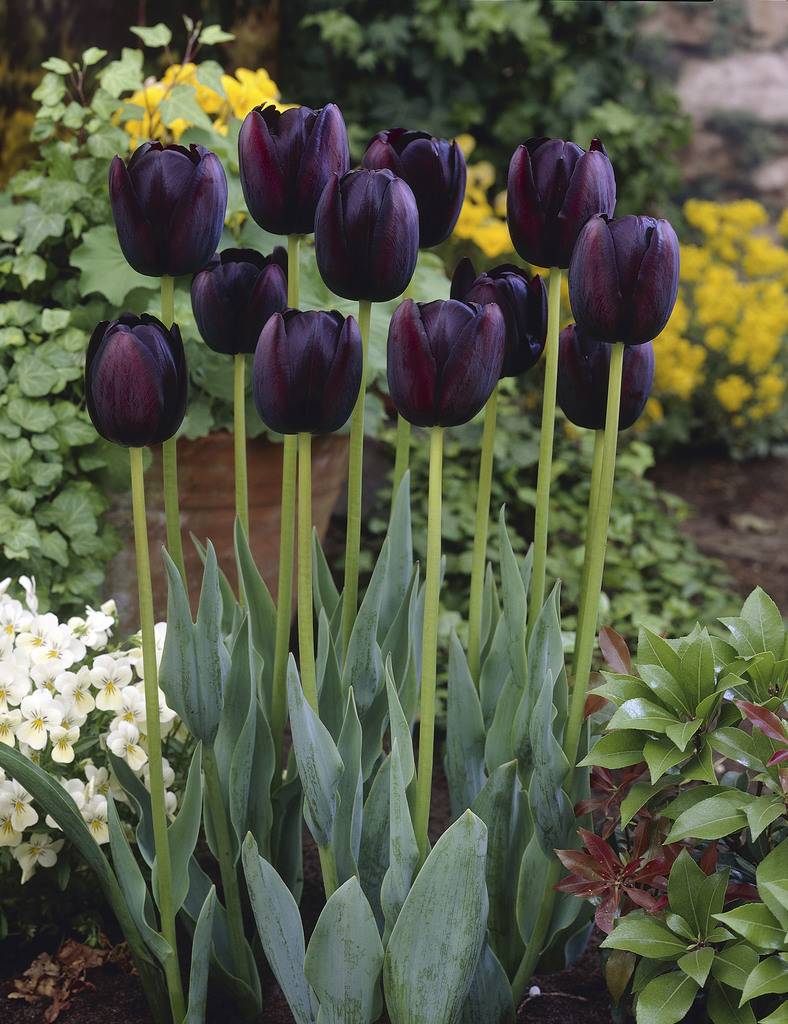 Black Tulip Light - Nữ hoàng bóng đêm