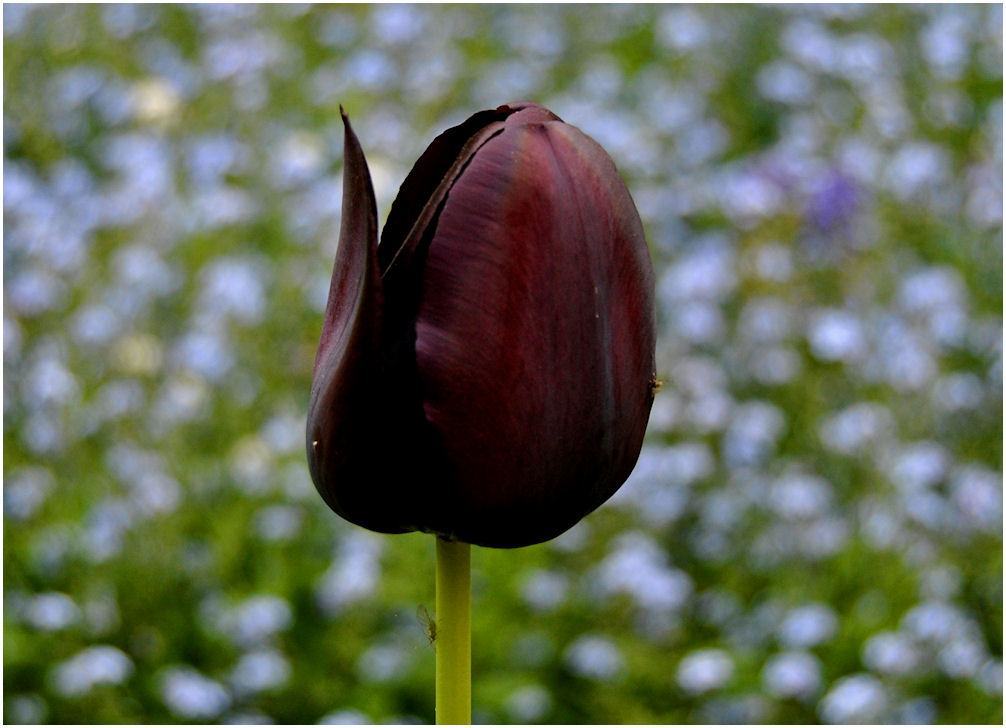 Hình ảnh hoa tulip đen đẹp nhất