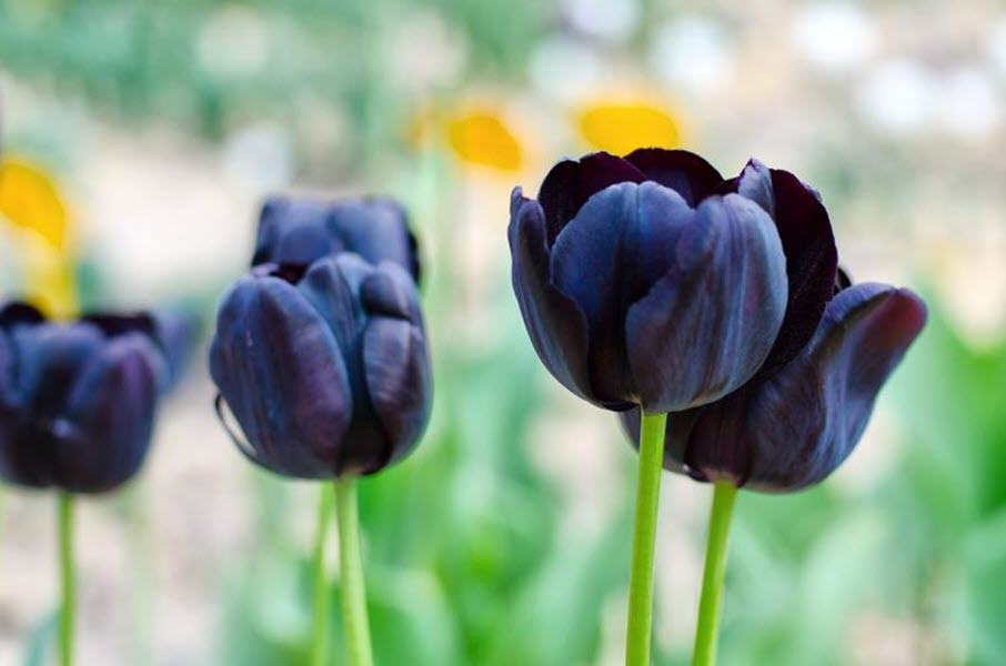 Hình ảnh hoa tulip đen - nữ hoàng bóng đêm