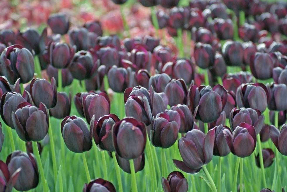 ảnh hoa tulip đen