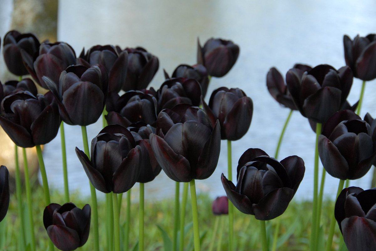 Ảnh hoa tulip đen nhất