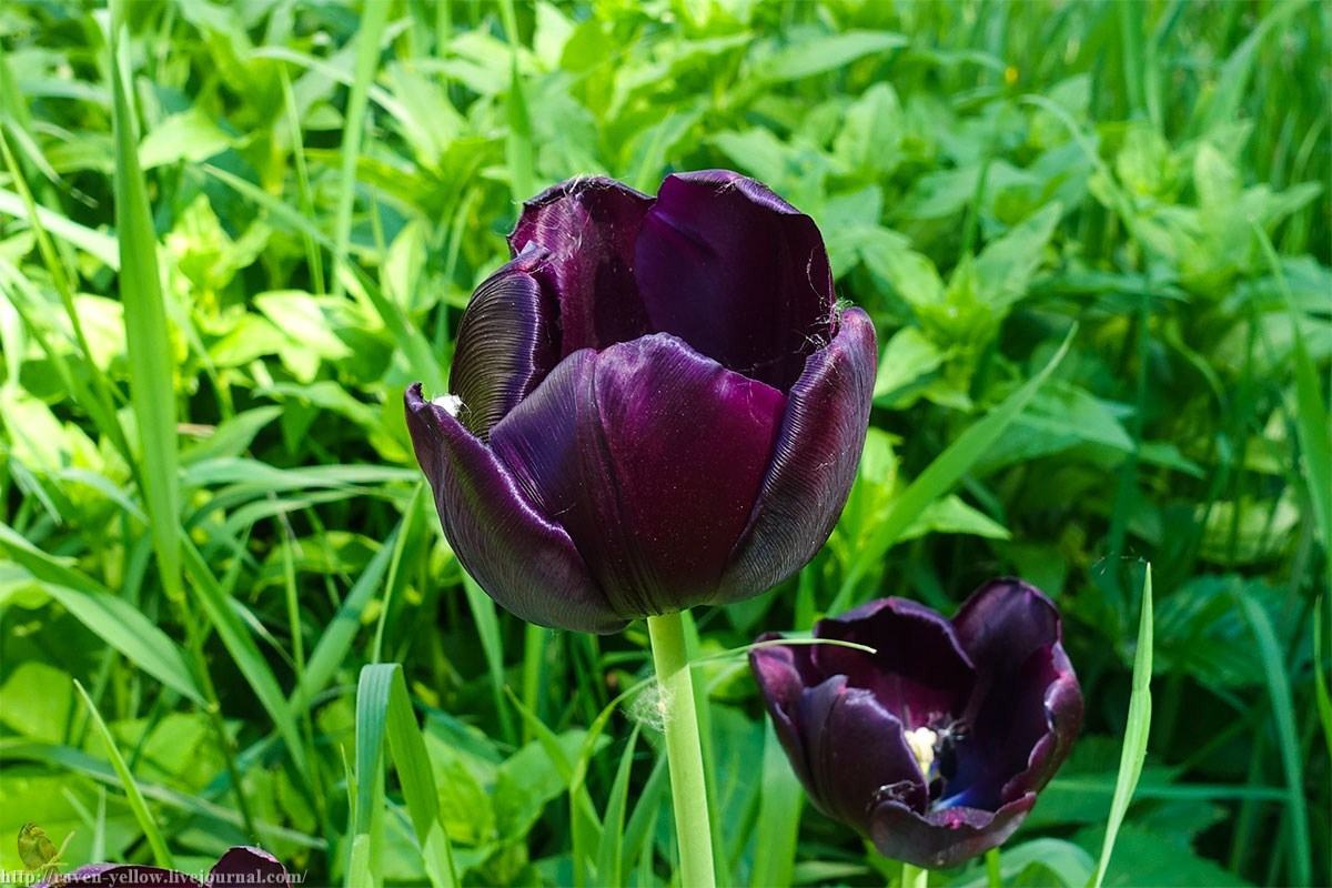 Hình ảnh hoa tulip đen soi bóng trên thảm cỏ xanh