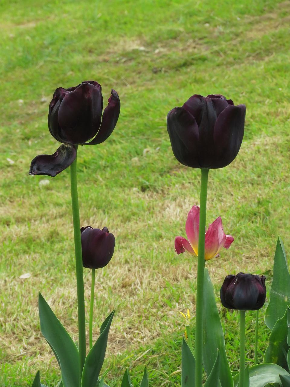 Hình ảnh hoa tulip đen