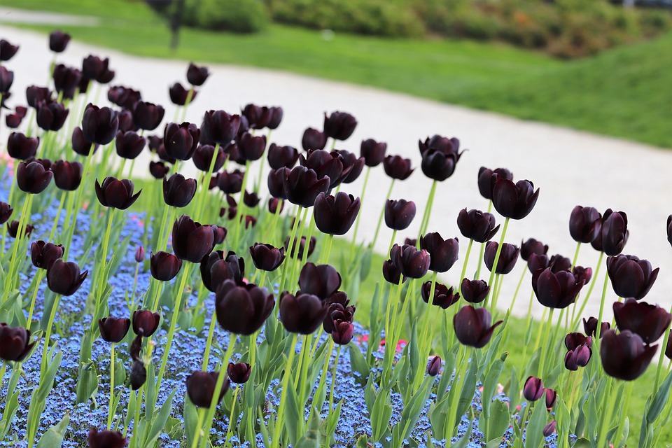 Hình ảnh hoa tulip đen đẹp nhất