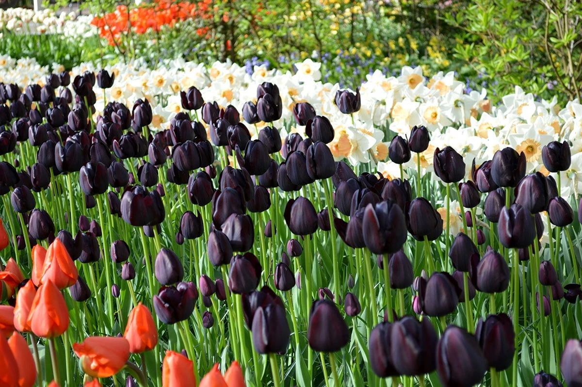 Ảnh vườn hoa tulip đen đẹp nhất