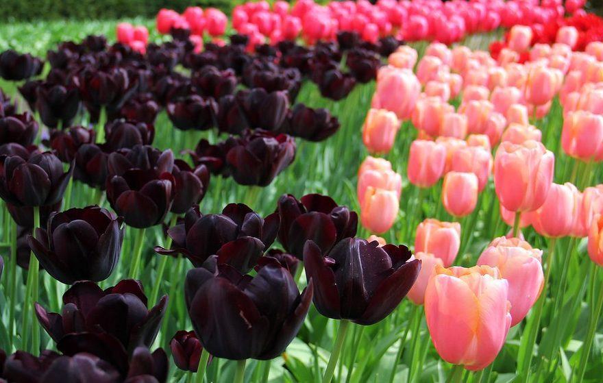 Hình ảnh hoa tulip đen kết hợp hoa tulip hồng và đỏ