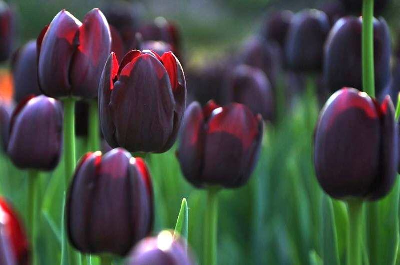 Hình ảnh hoa tulip đen tỏa nắng