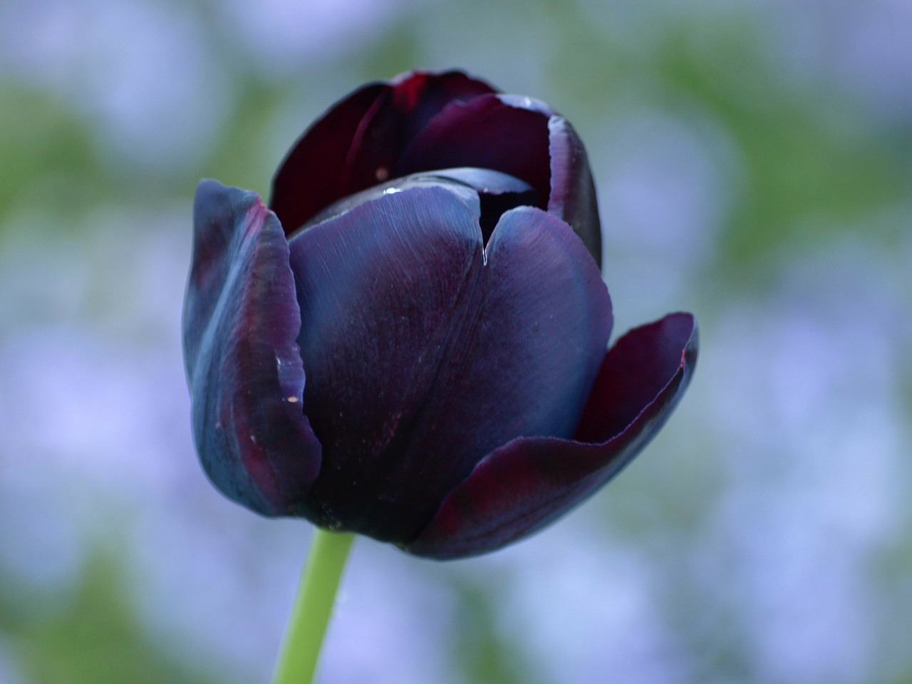 Ảnh hoa tulip đen đẹp