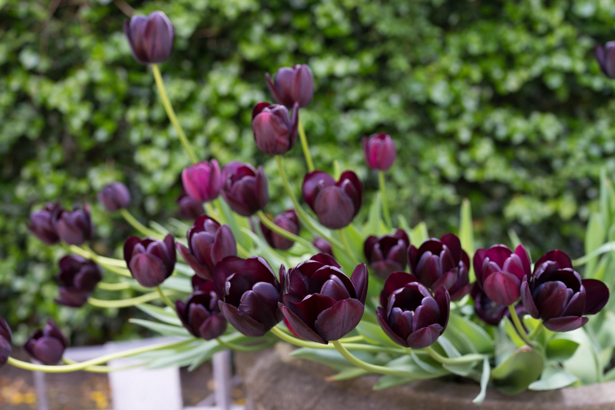 Hình ảnh hoa tulip đen đẹp