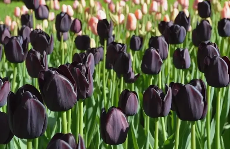 Hình ảnh hoa tulip đen nở rộ