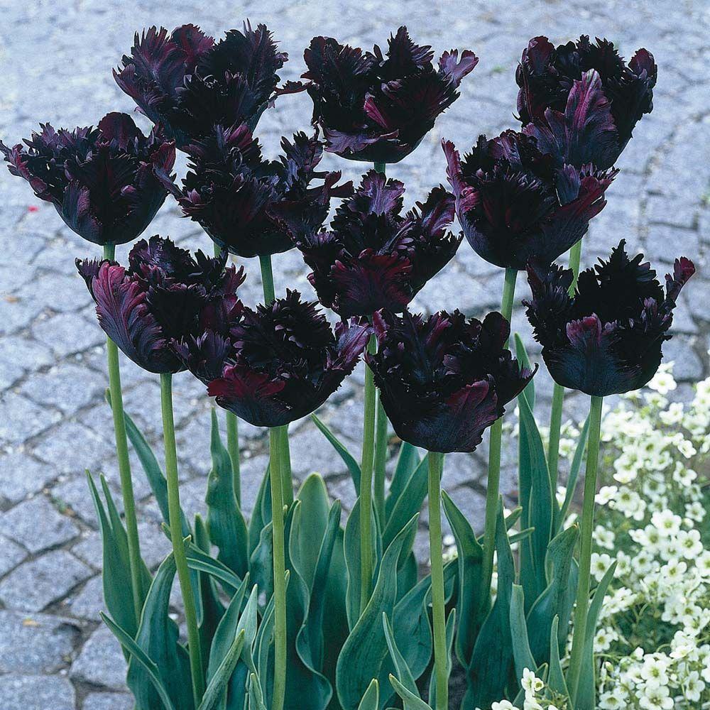 Ảnh hoa tulip đen độc và lạ