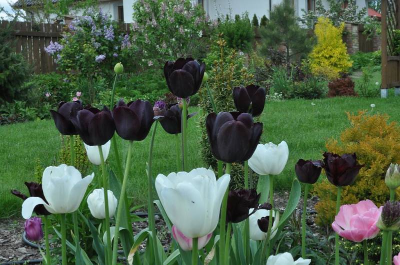 Ảnh hoa tulip đen hồng đẹp nhất xen kẽ hoa tulip trắng hồng