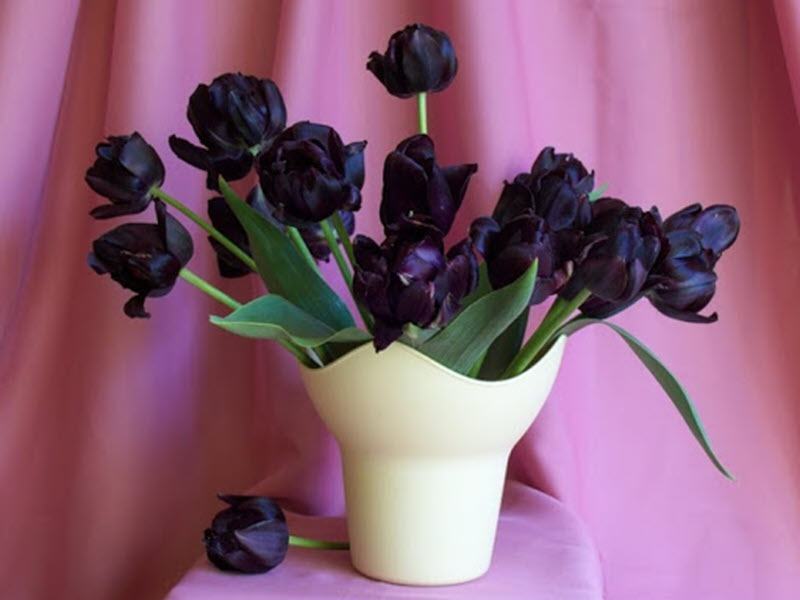 Hình ảnh lọ hoa tulip đen