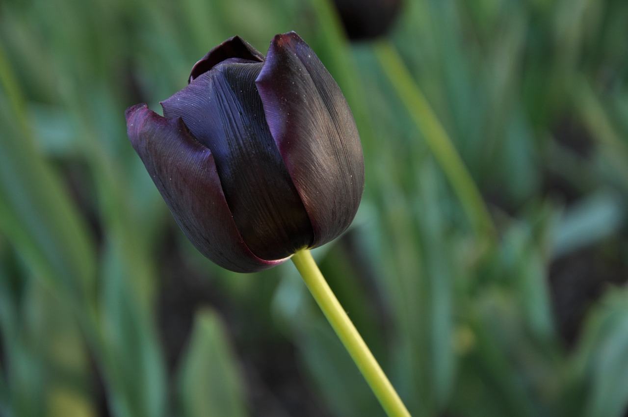 Hình ảnh hoa tulip đen