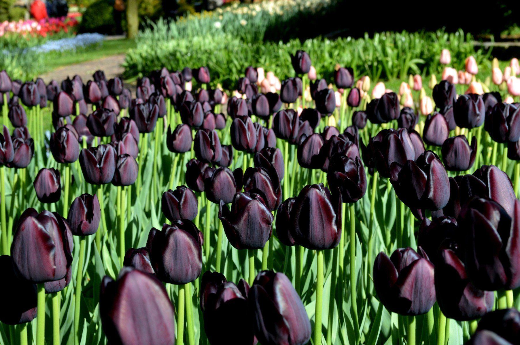 Hình ảnh hoa tulip đen nữ hoàng bóng đêm