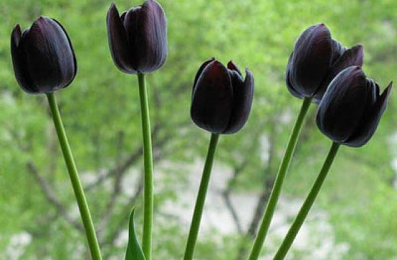 Hoa Tulip đen nở rộ