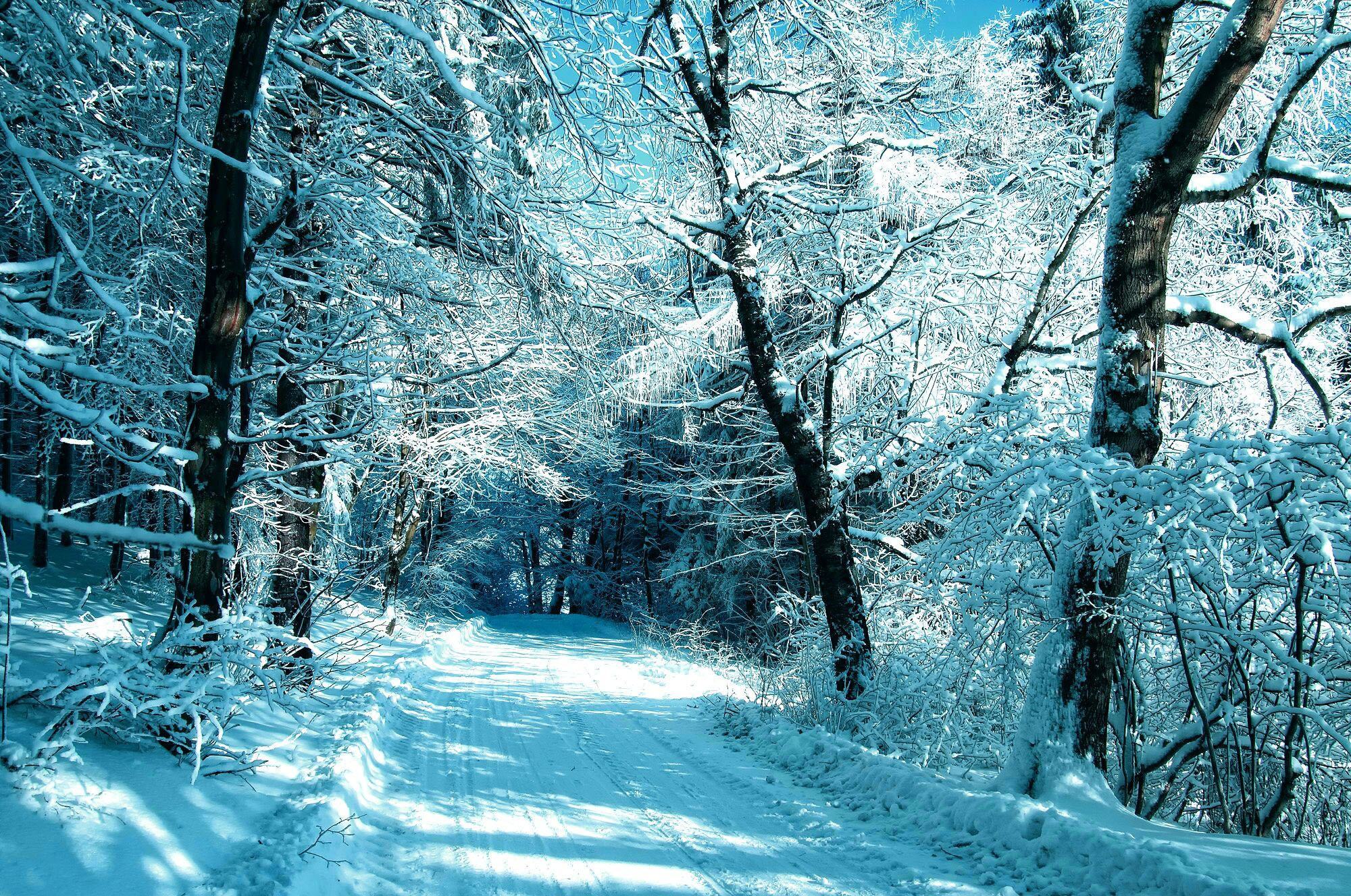Hình nền cây mùa đông