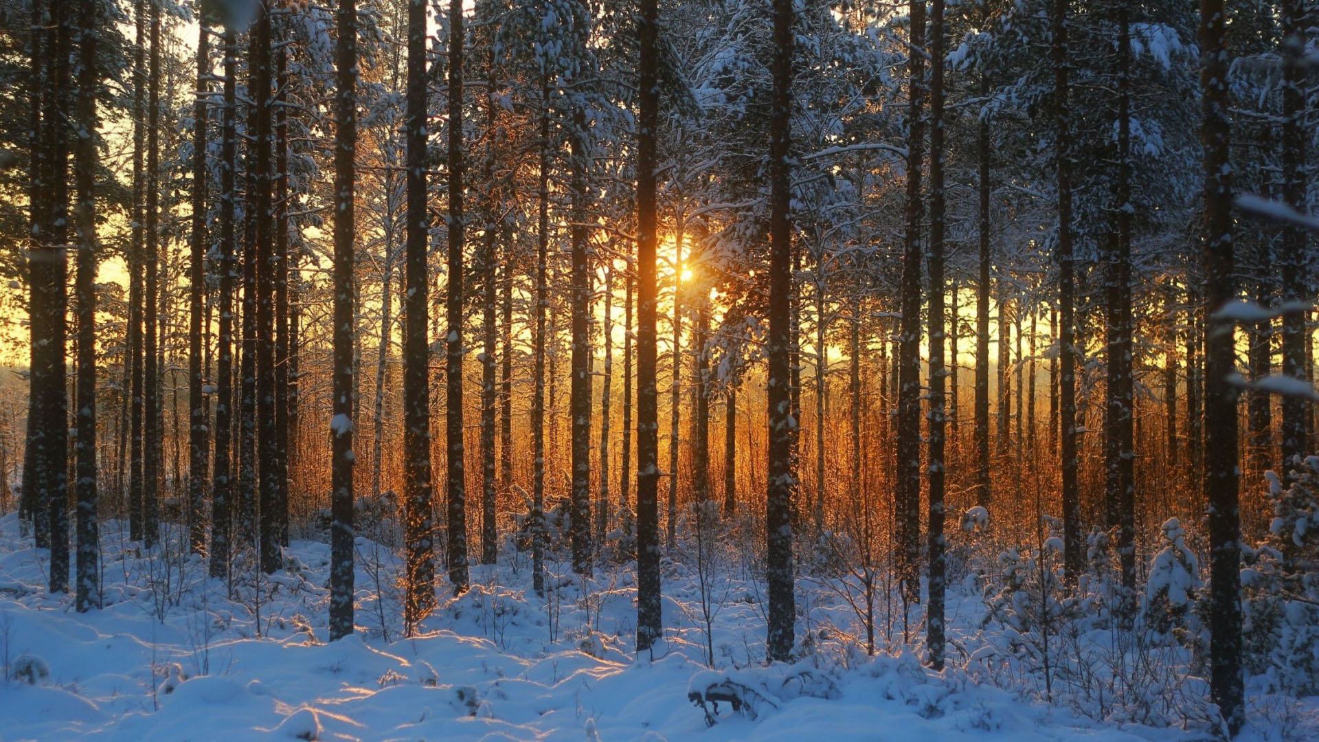 Hình nền rừng mùa đông