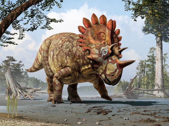 Hình ảnh khủng long Triceraptor
