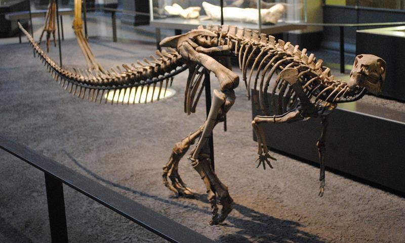 Hình ảnh khủng long hóa thạch
