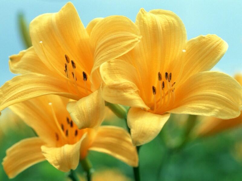Những lợi ích sức khỏe của hoa lily là gì?
