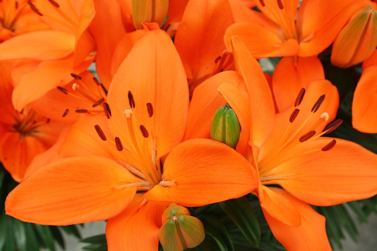 Hoa loa kèn màu cam nở đẹp nhất