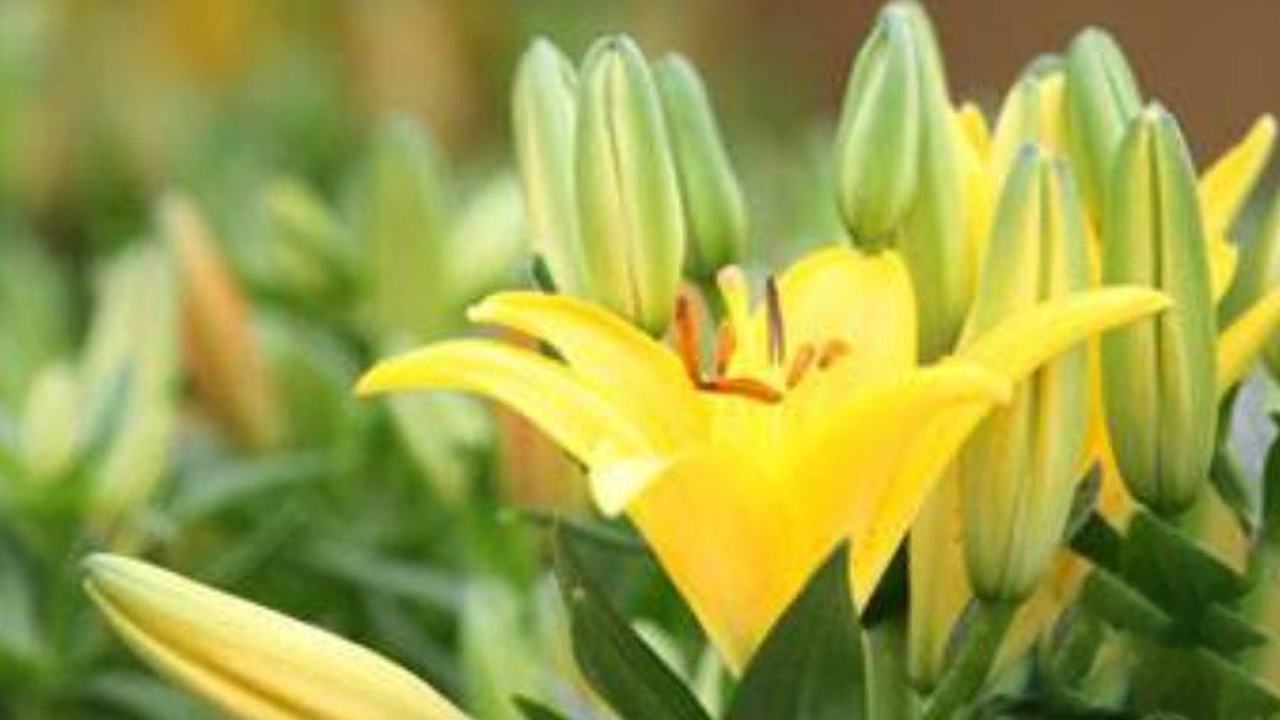 Hoa loa kèn vàng có mùi gì?