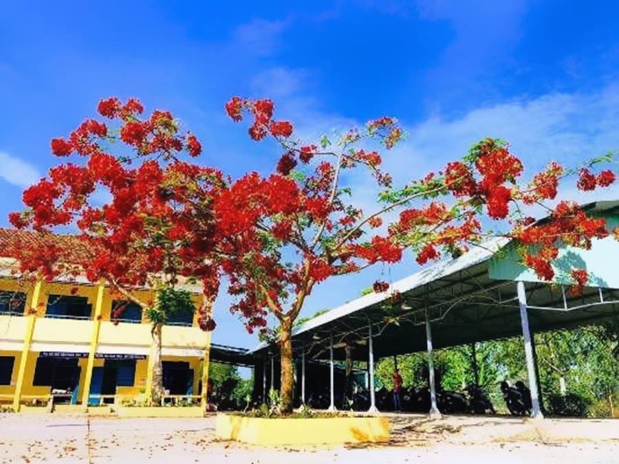 Hình ảnh cây phượng đỏ sân trường