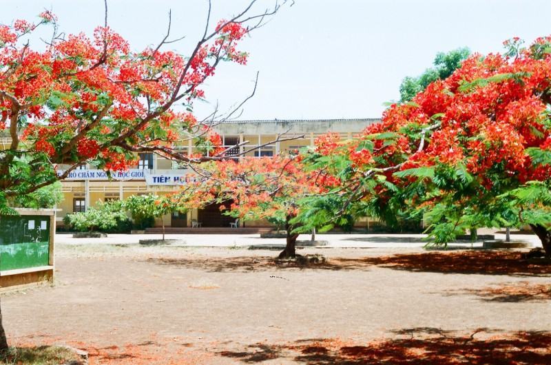 Hình ảnh cây phượng trong sân trường cấp 3 đẹp