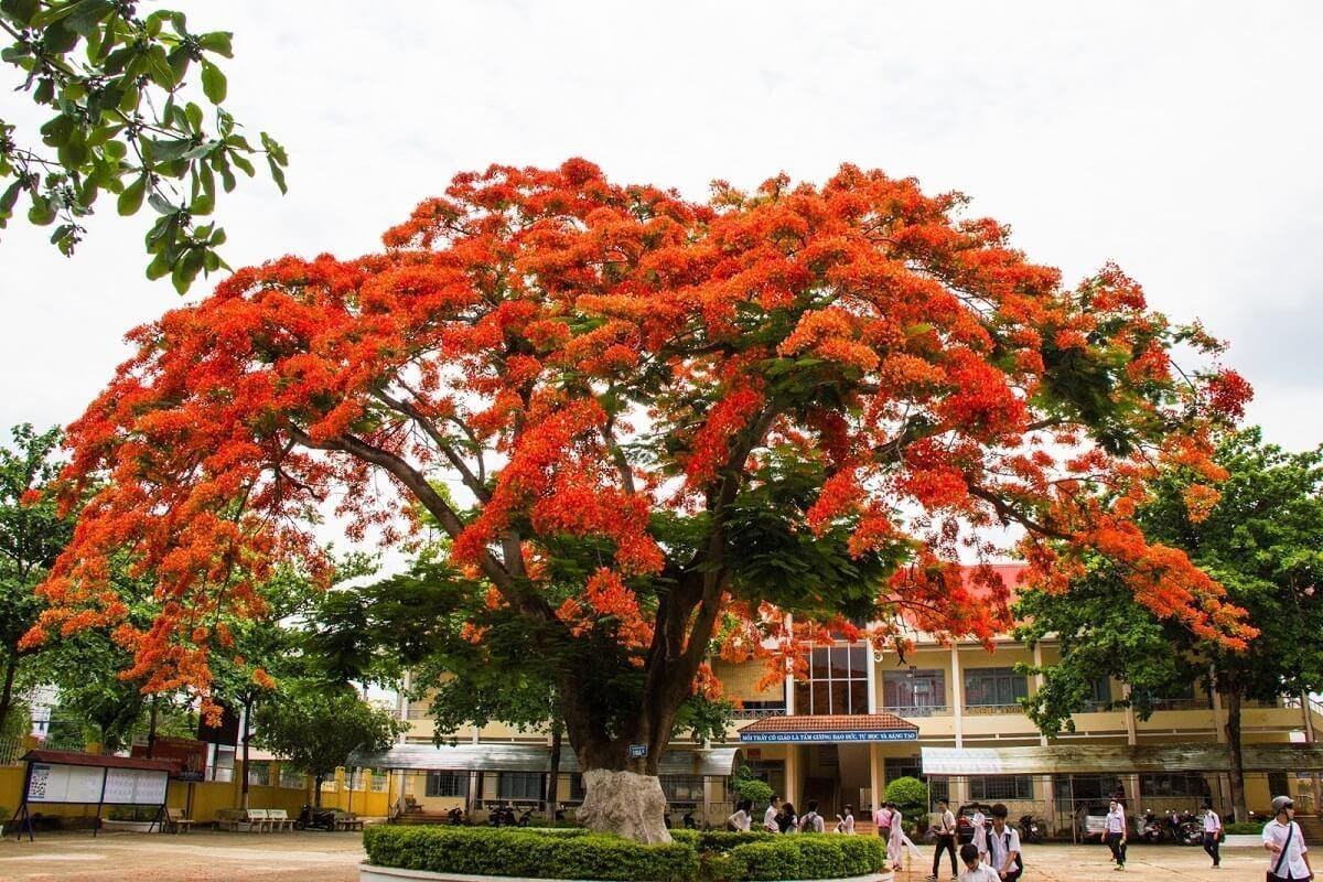 Hình ảnh cây phượng trong sân trường