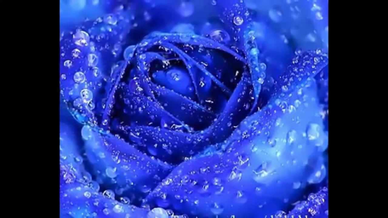 Ảnh hoa hồng xanh nghệ thuật