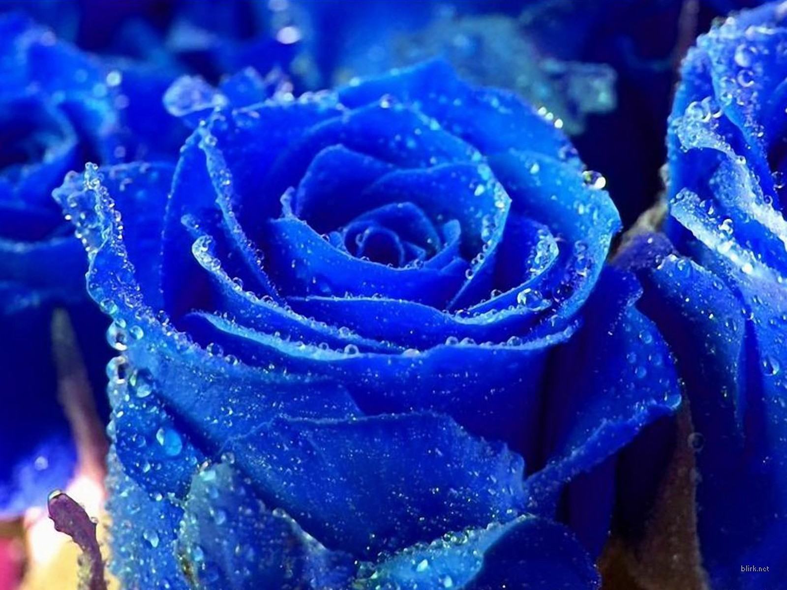 Hoa hồng xanh tuyệt đẹp với nước