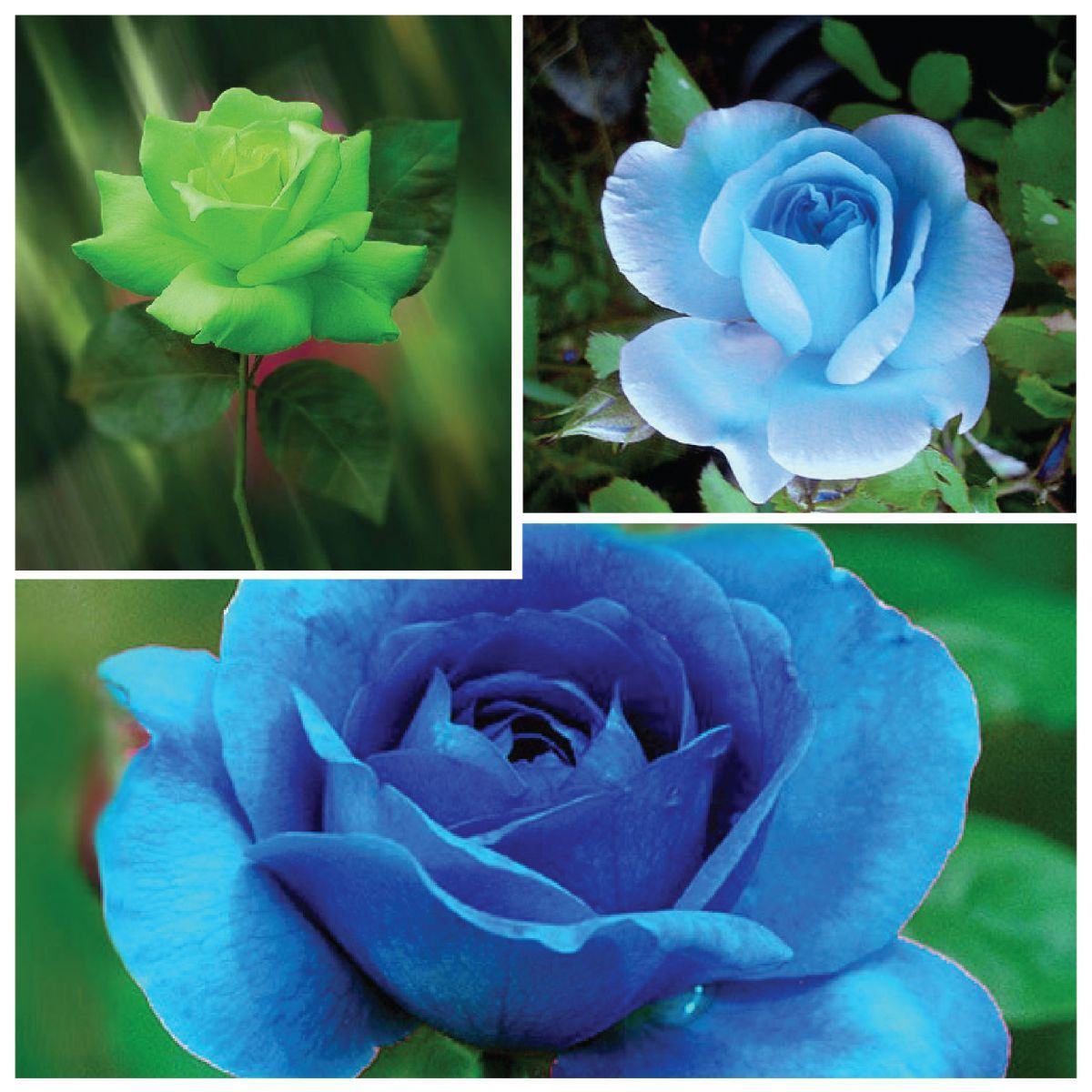 Hình ảnh ba bông hồng xanh