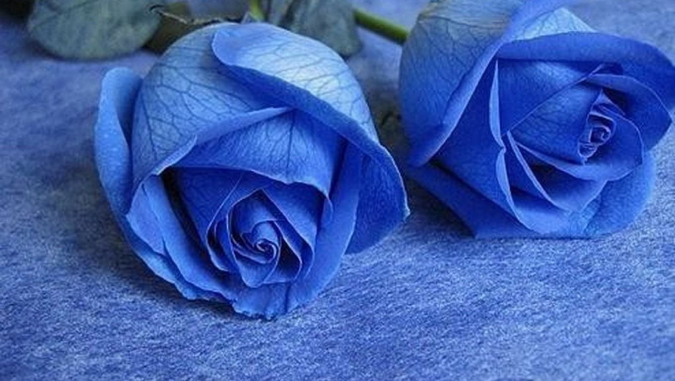 Hình ảnh hai bông hồng xanh