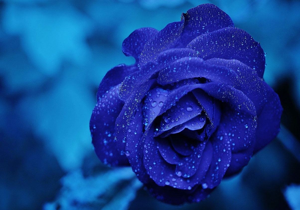 Hình ảnh hoa hồng xanh giọt nước đẹp