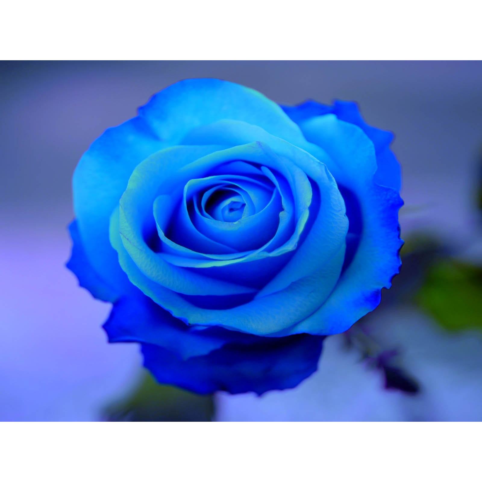 Hình ảnh hoa hồng xanh tươi sáng