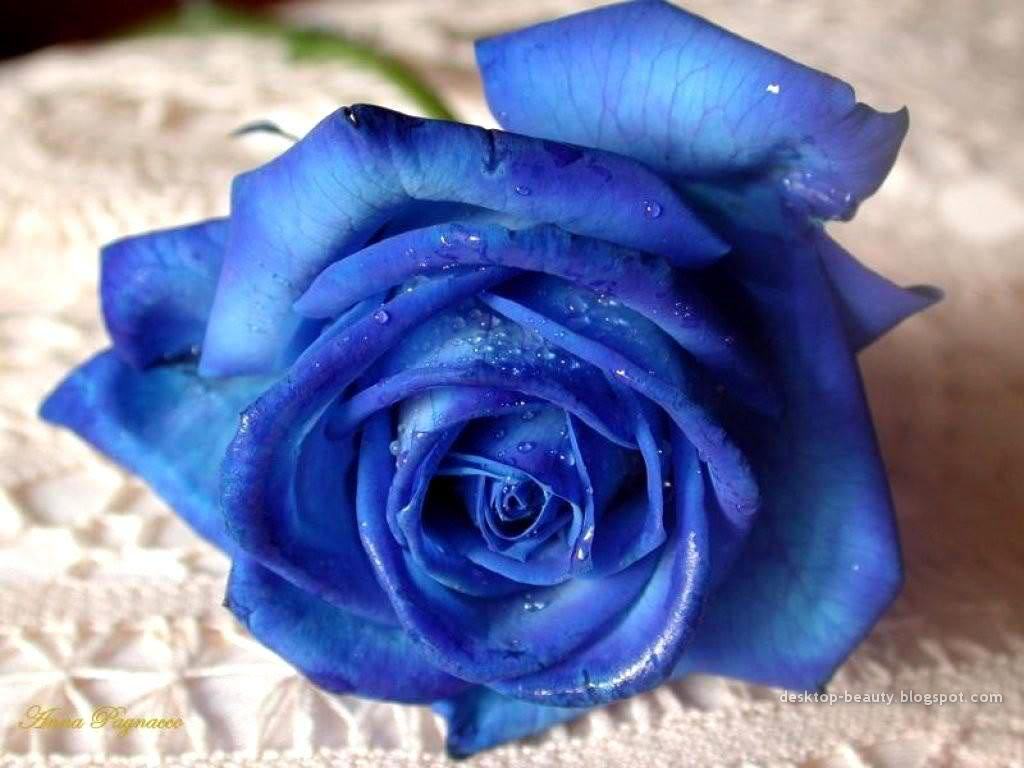 một bông hồng xanh