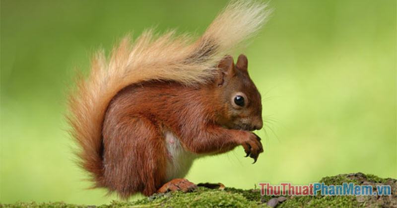 Fast branching Has a fluffy tail Chestnuts love to eat
