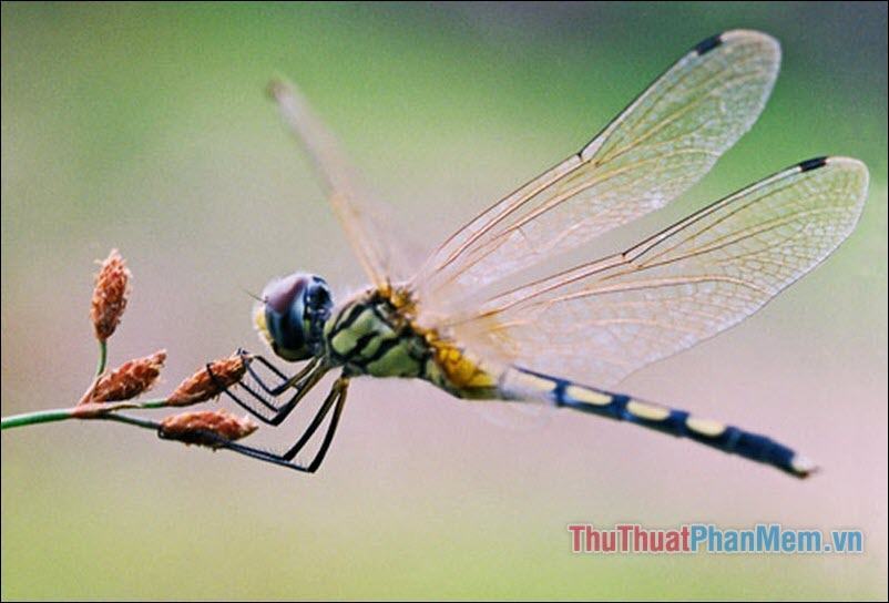 What is thin wings, long tail When flying, when landing, the wings are always stretched