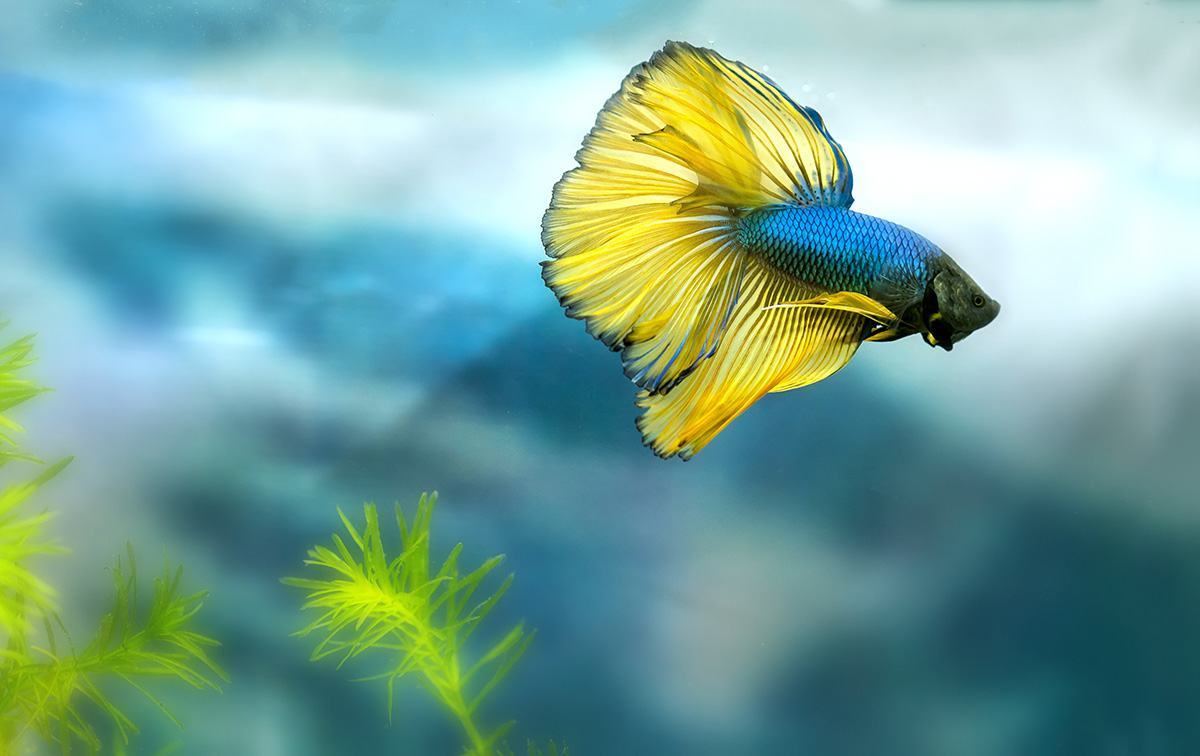Cá Betta vàng xanh tuyệt đẹp